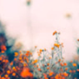 Meet your Posher, Asia